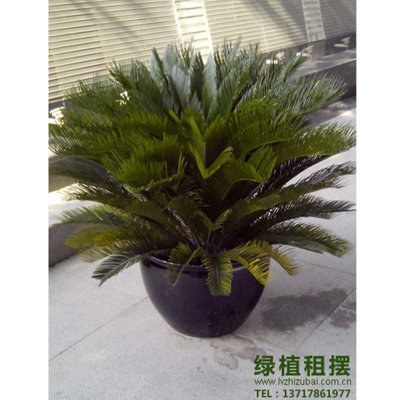 植物租赁铁树